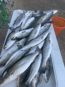 Reeling in Trout memories on the Mississippi.